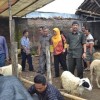 Komisi II DPRD Kuningan saat mengunjungi pasar hewan Awirarangan.